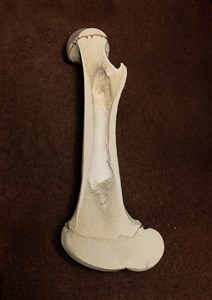 Image description is not available for 1983.40.1